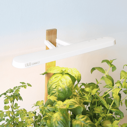 Prêt à Pousser - Lilo Connect smarter Indoor-Kräutergarten für das anbauen von Kräutern - Weiss - Pazzar.ch